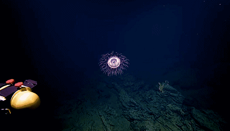 深海最吓人的一张照片（世界上最恐怖的水母图片）
