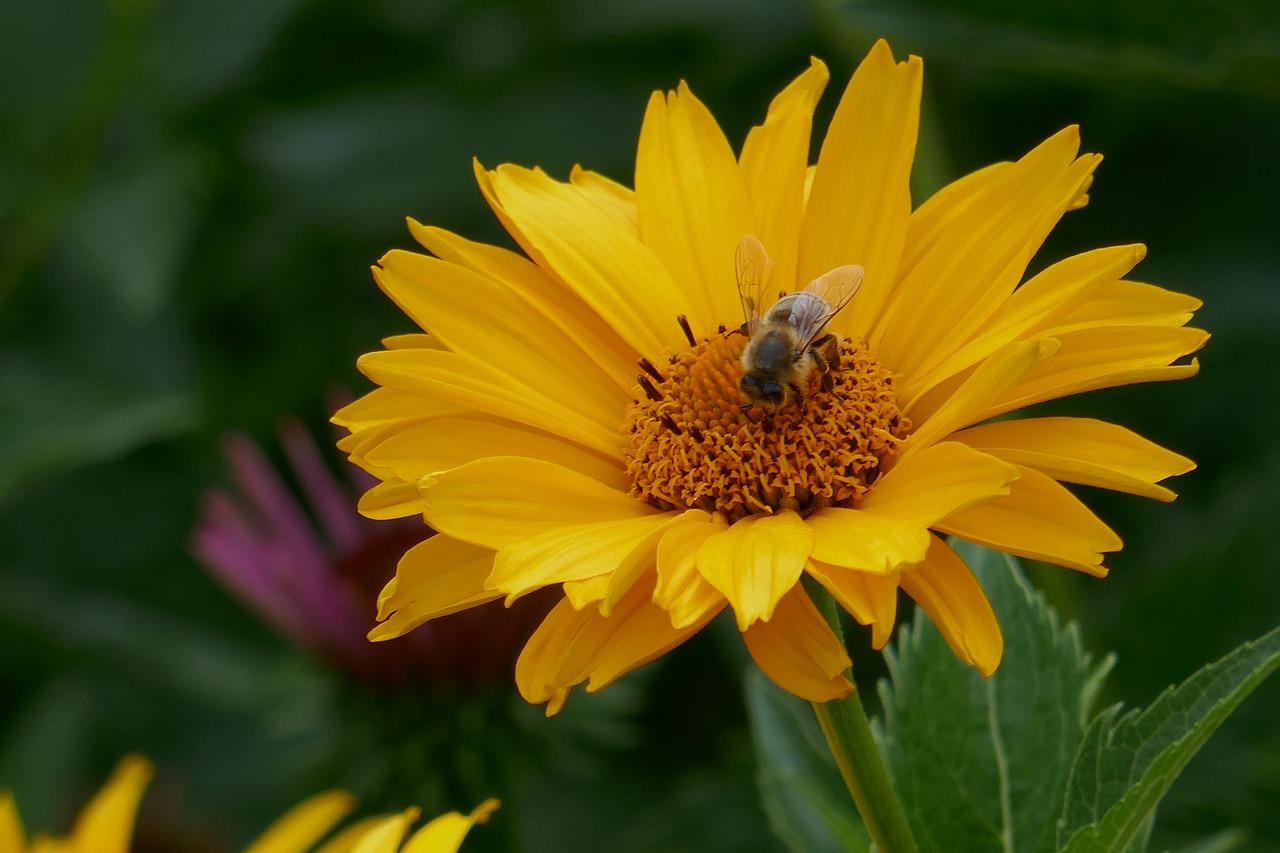 酒瓶兰什么季节截头