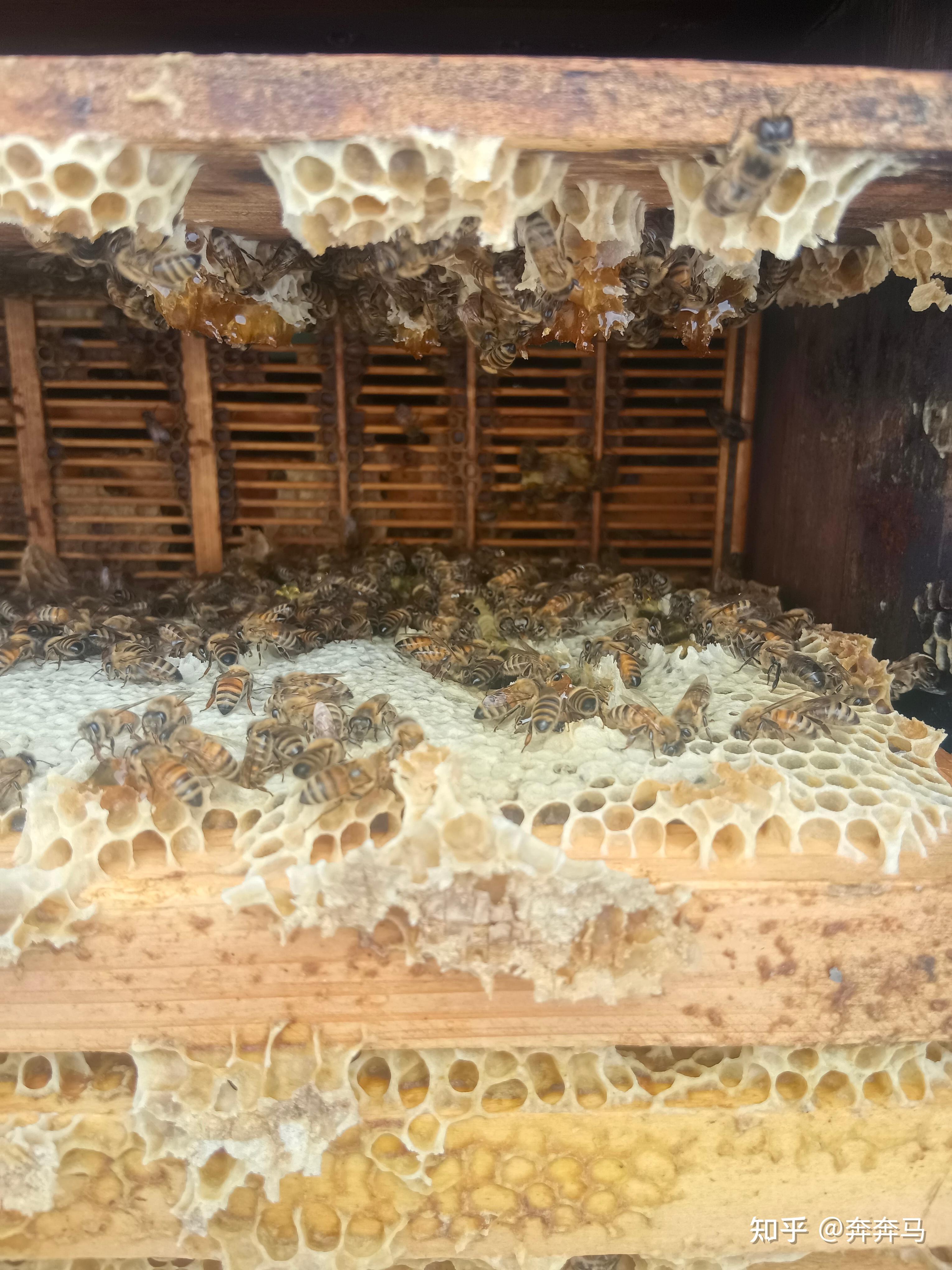 自家养的蜂蜜会过期吗能吃吗有毒吗(自家养的蜂蜜会过期吗能吃吗有毒吗视频)