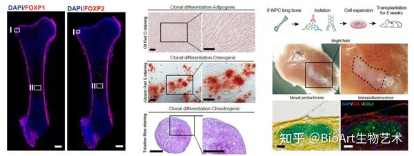 Cell Research | 岳锐/刘兵/朱恒合作揭示早期人类胚胎骨骼干细胞起源 - 知乎