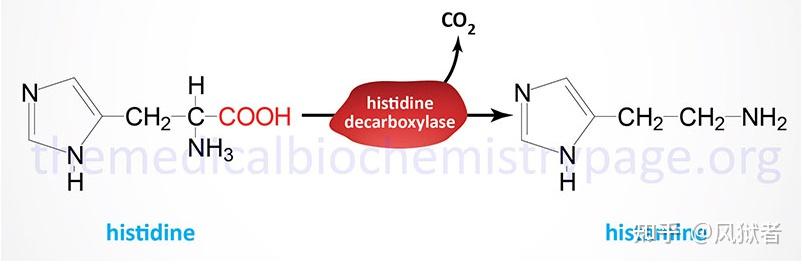 三,组织胺(histamine)
