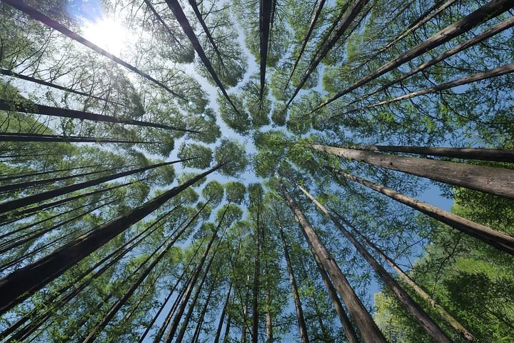 体重6000吨,活了数万年,这种奇葩生物也会逐渐消亡? - 知乎