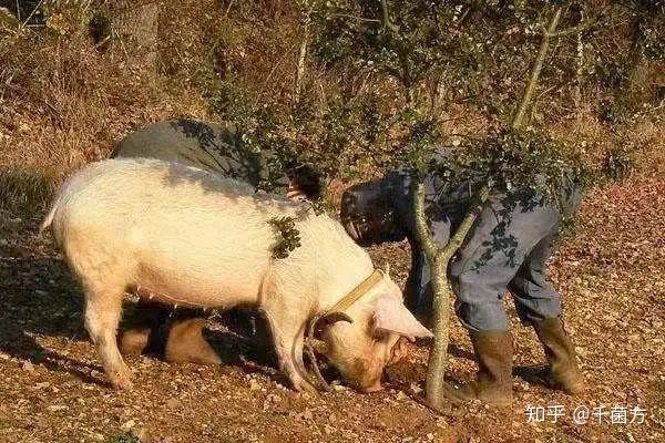 什么地方有黑松露 v2-7bbf9d17d590ce1b5ba28c3f6cb83a64_r.jpg