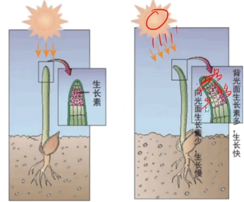 生物选一:植物生命活动的调节 - 知乎