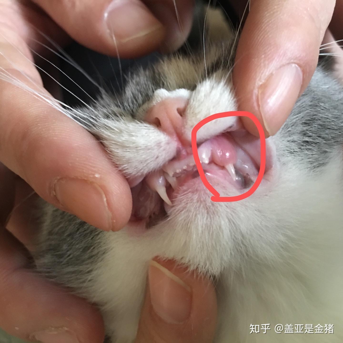 猫咪咬合不正怎么办
