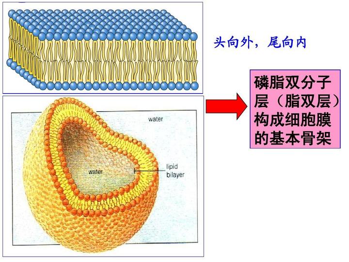 C10-VPGVGVPGVGVPGVG C10-R8 C10-RVG2 C10不饱和脂肪酸修饰 - 知乎