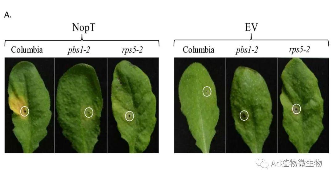 plantphysiology中山大學研究揭示效應蛋白觸發的結瘤抑制植物如何