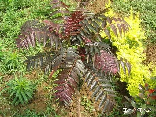 香椿、红椿、紫椿等,其实不是同一种植物 - 知乎