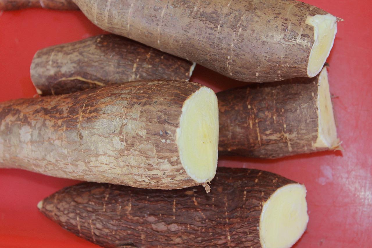 2. 木薯叶片形状