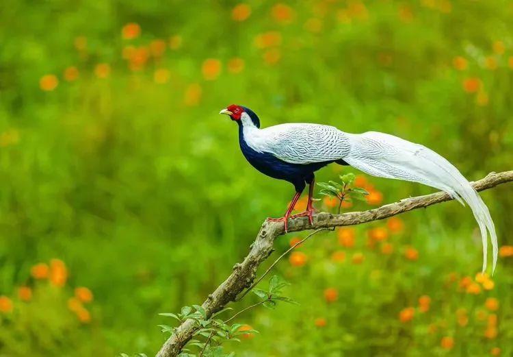 福建三明永安丰田村白鹇逗花版风采