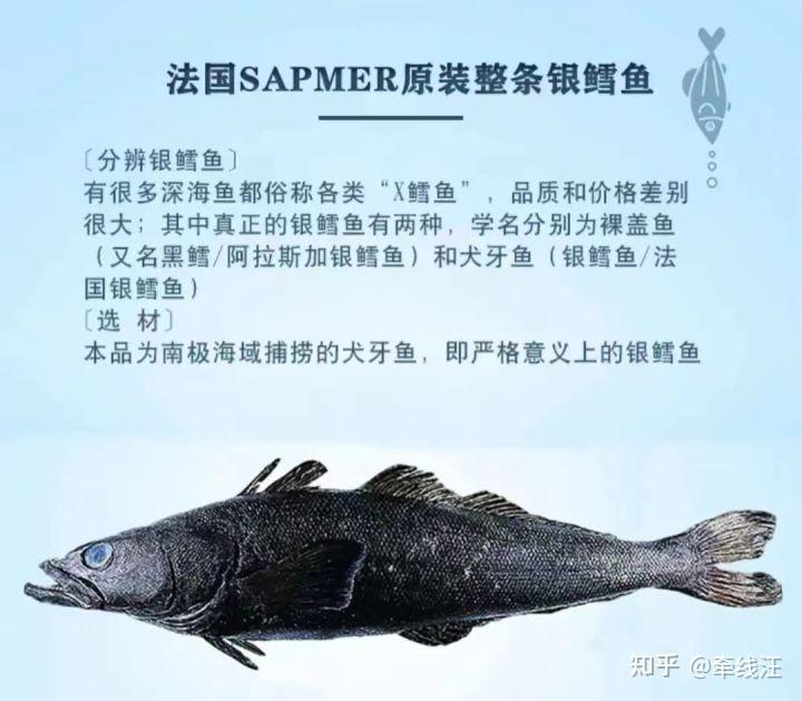 真鳕鱼银鳕鱼油鱼区别是啥?怎么分辨?认识鳕鱼