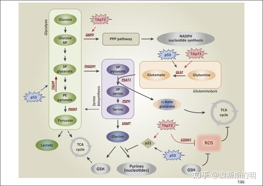 丝氨酸在细胞中具有独特的代谢作用,是所谓的一碳或叶酸循环的主要子