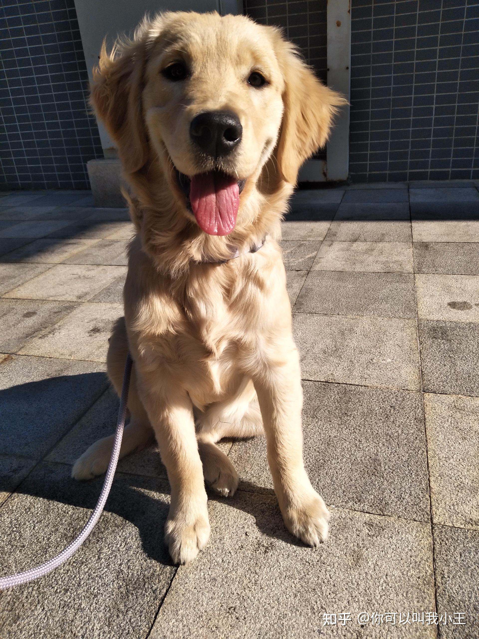 6个月金毛才10公斤是怎么回事