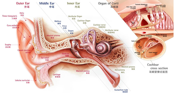 耳廓的解剖示意图图片