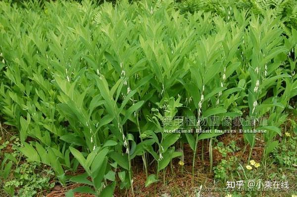 玉竹(中药材资料、植物图像、含玉竹的中成药) - 知乎