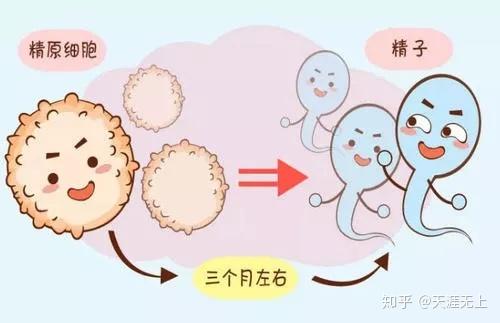 别担心！15个方法助你提升卵泡生成