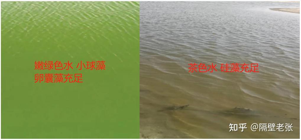 养殖过程中,好的水质应以嫩绿色(绿藻为主),茶褐色(硅藻为主),黄绿色