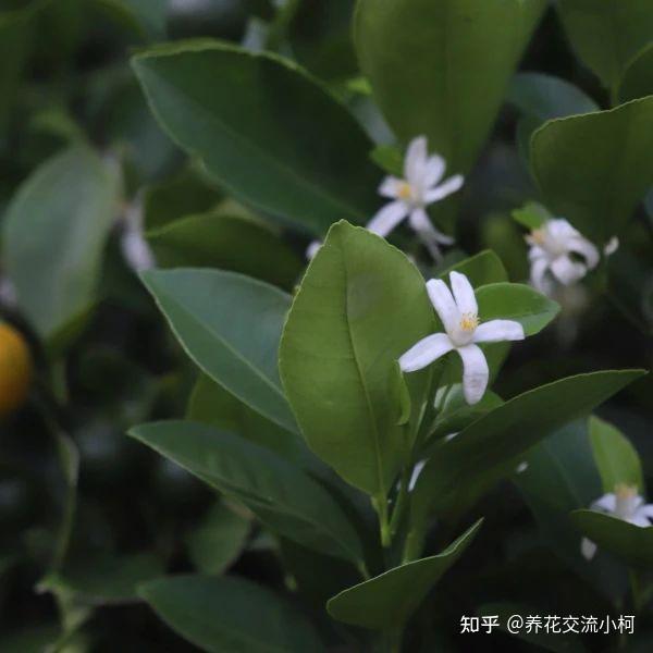 三种不同的观赏橘 金桔 四季桔和砂糖桔 为啥容易掉果实 知乎