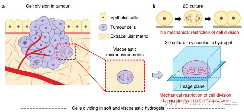 细胞外基质模拟选择那种好？ - 知乎