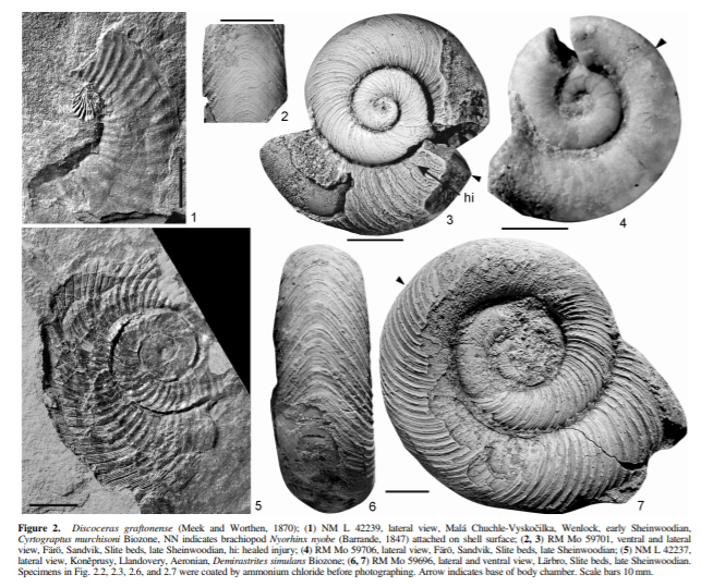 头足纲小传33圆舟启航塔飞角石目