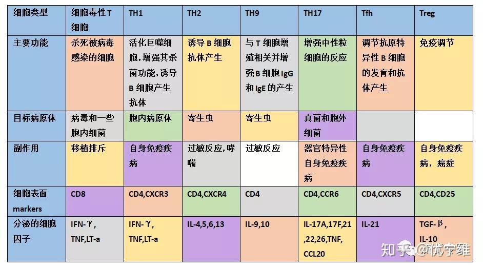 t细胞的流式解决方案