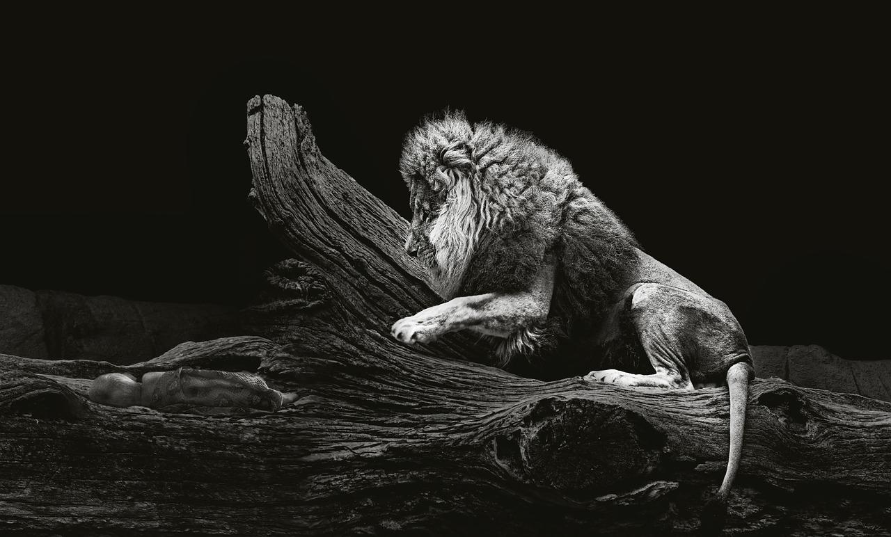 小狗的忠诚品质