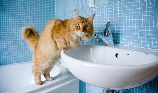 猫为什么会在人上厕所时跟着去? 23 v2 7c1398086c8d8ee7be155369ae8609fd 720w