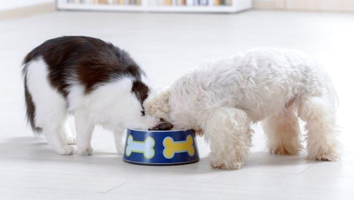 人可以吃猫咪羊奶粉吗 v2-7c1603b764e2323bb0b99cb78275d6b7_1440w.jpg?source=172ae18b