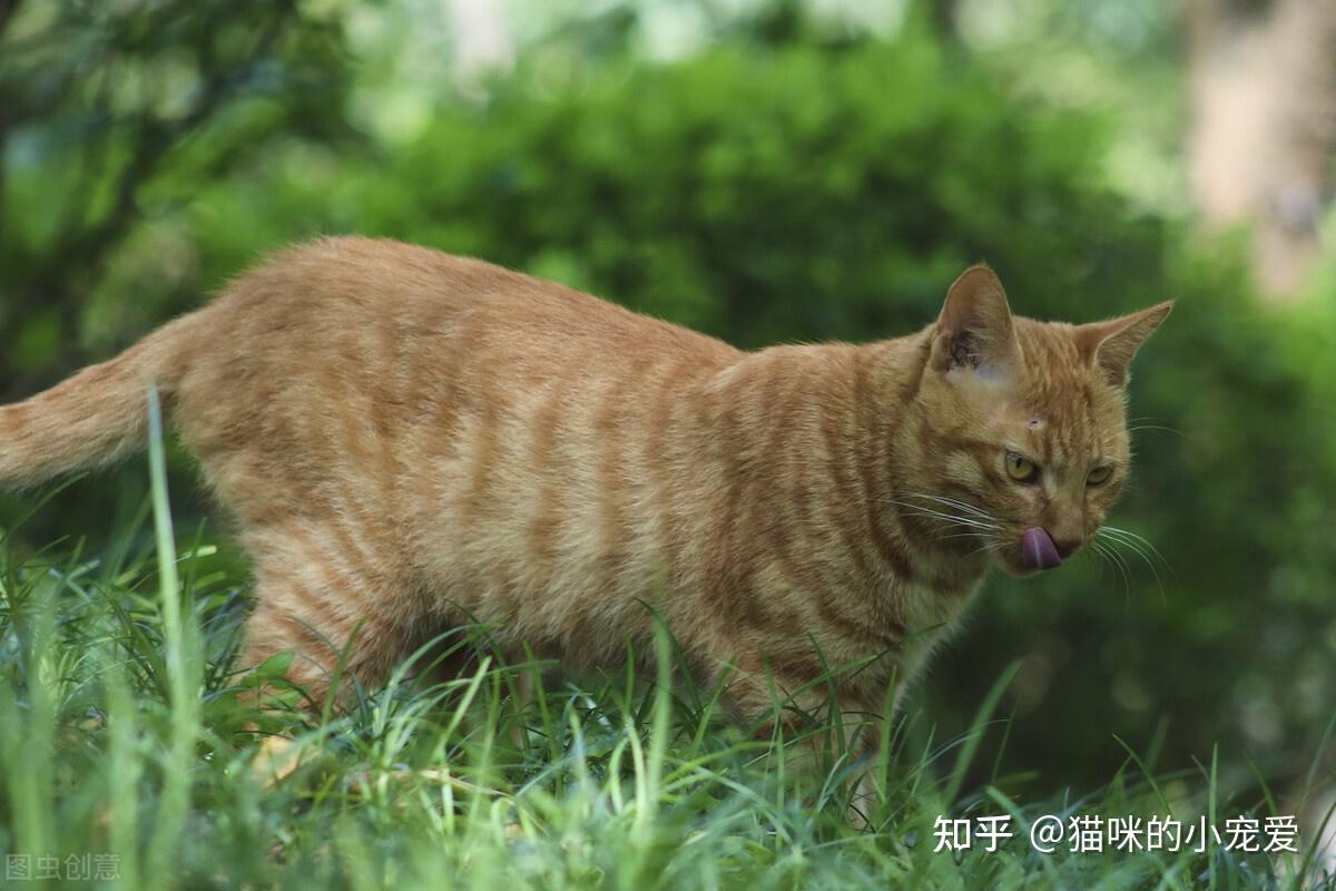 中華田園貓的六大品種你知道嗎