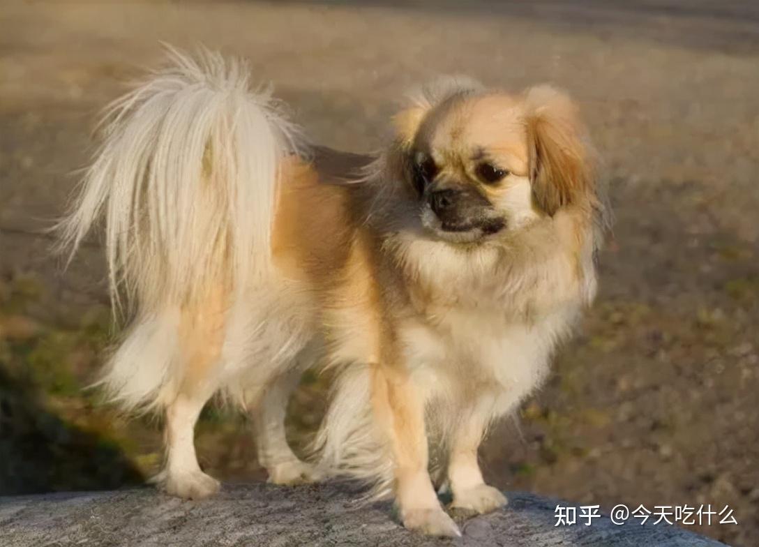 种生活在何处,体型有多小的狗狗了,最小的成年西藏袖犬体重不足一公斤