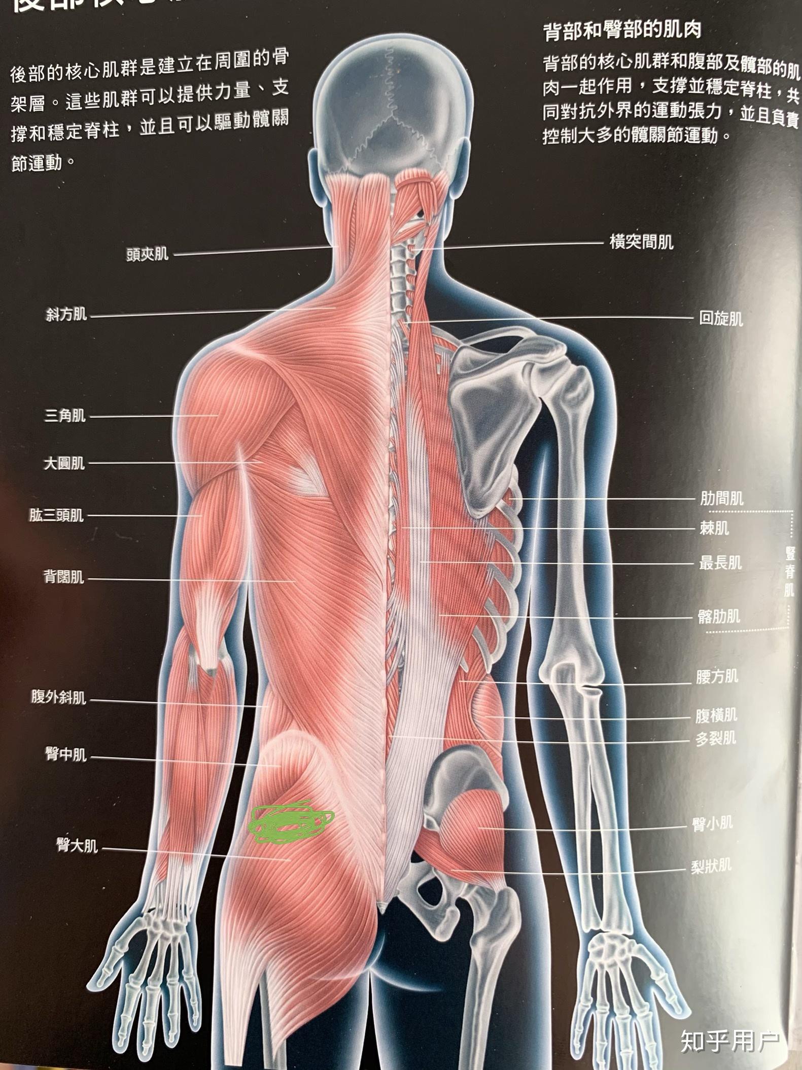 髋部盂唇图片