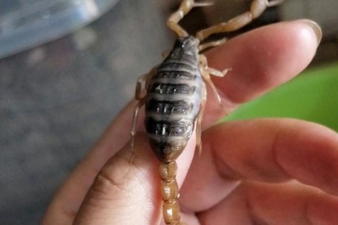 东亚钳蝎的饲养周期与温度