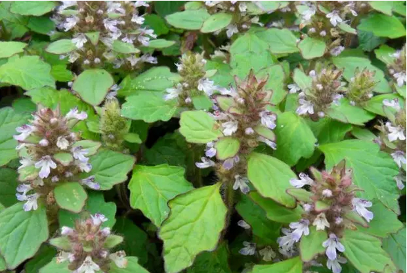 身边最常见的中草药图片大全