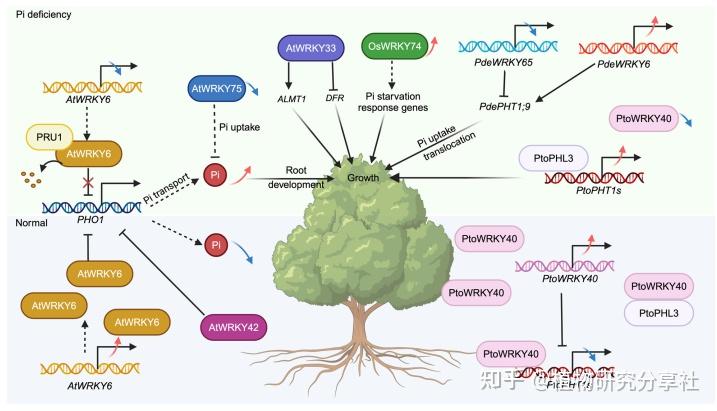 文献分享:JIPB重磅综述文章|转录因子WRKY调控植物生长与胁迫响应 - 知乎