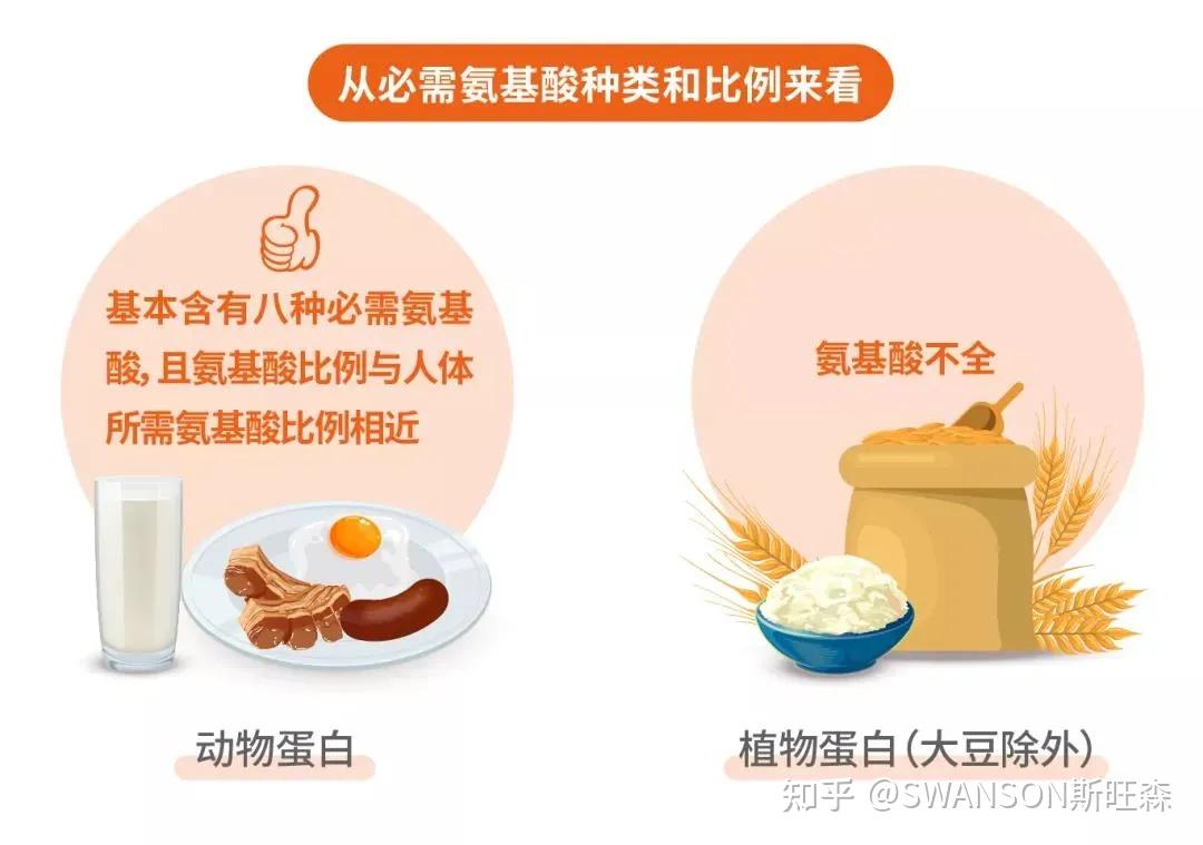 植物性蛋白质vs动物性蛋白质?