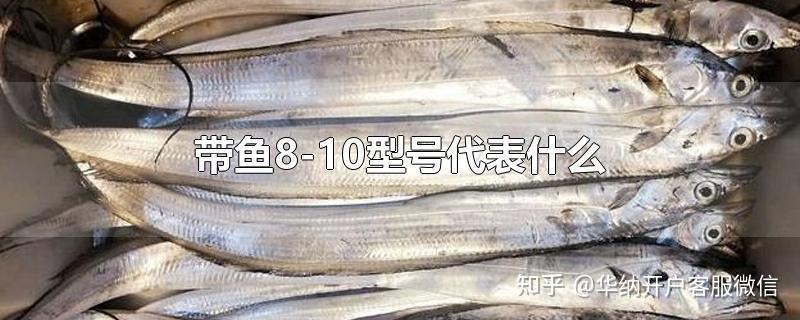 带鱼810型号代表什么