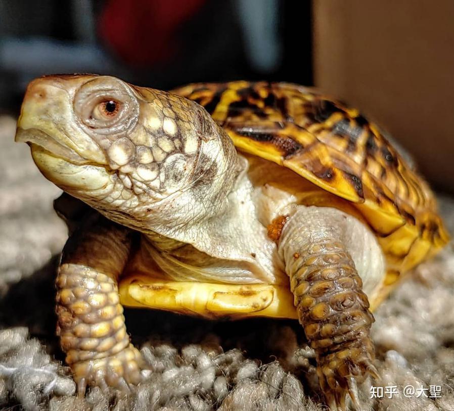 锦箱龟属于一种小型龟类,长度可达14厘米左右,背甲