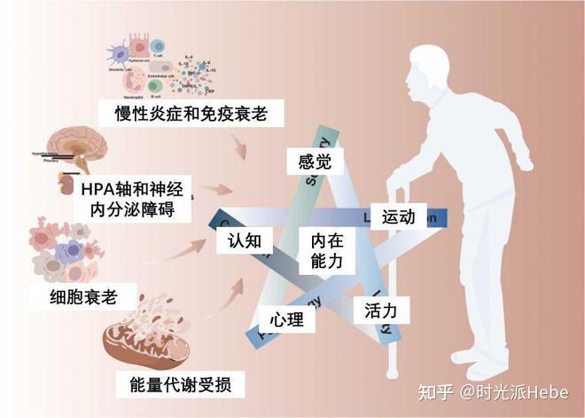 圖注:四大因素均可能導致內在能力下降例如便有相關研究表明,儘管無