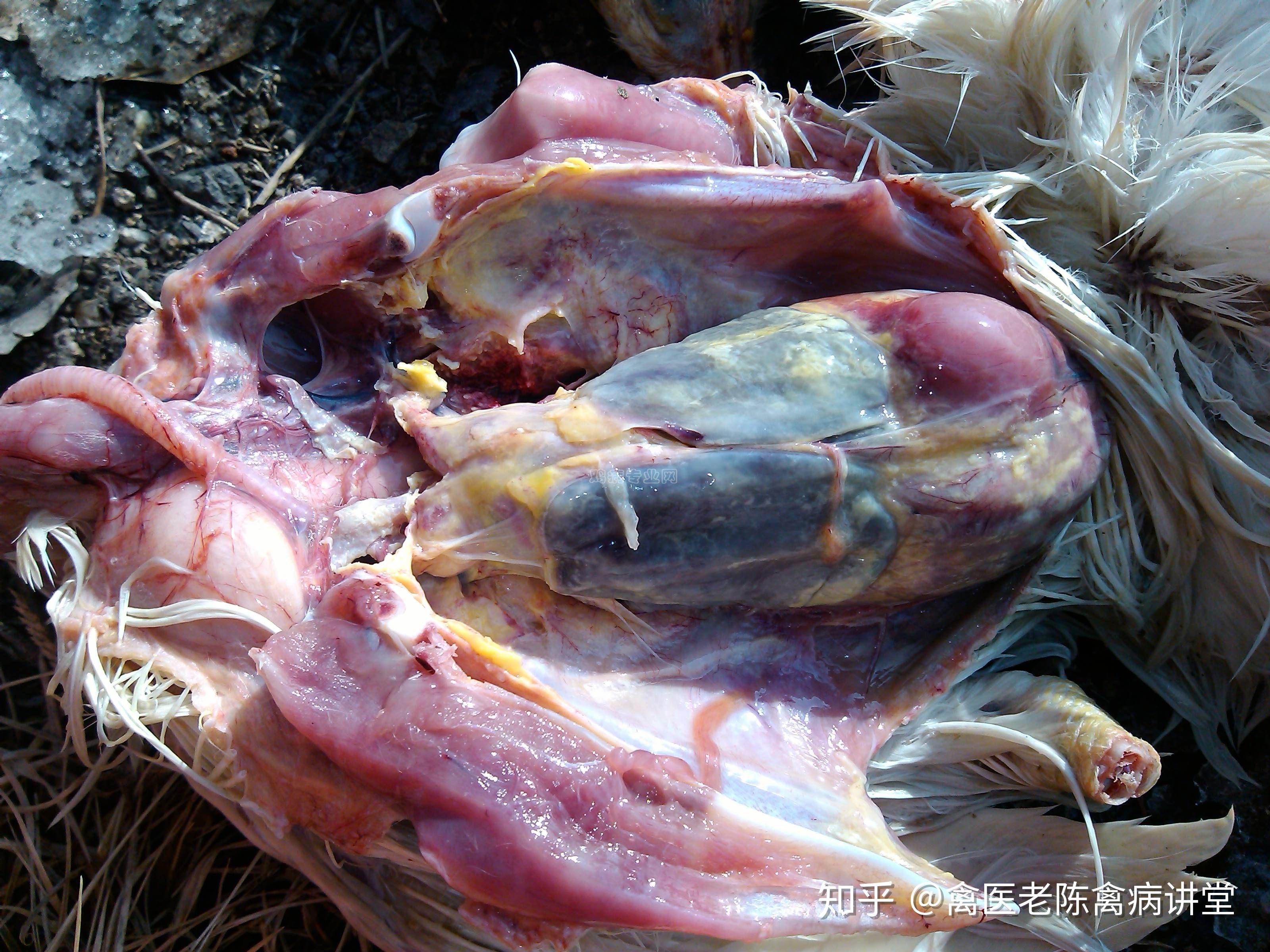 经典案例山东杨姐,养着合同鸡5000羽,在14天做完法氏囊疫苗后出现了