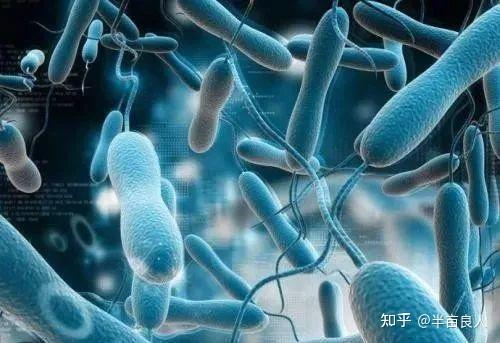 二,长双岐杆菌对人体都有什么好处?