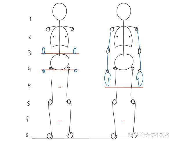 繪畫人體結構的基礎基礎人體比例畫師成長教程