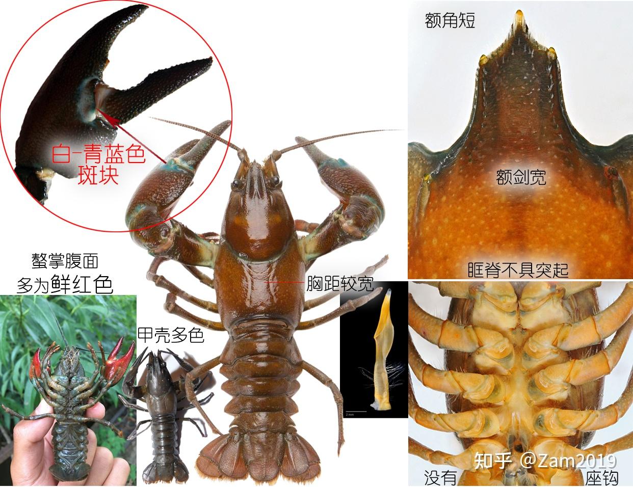 小龙虾品种大全图解图片