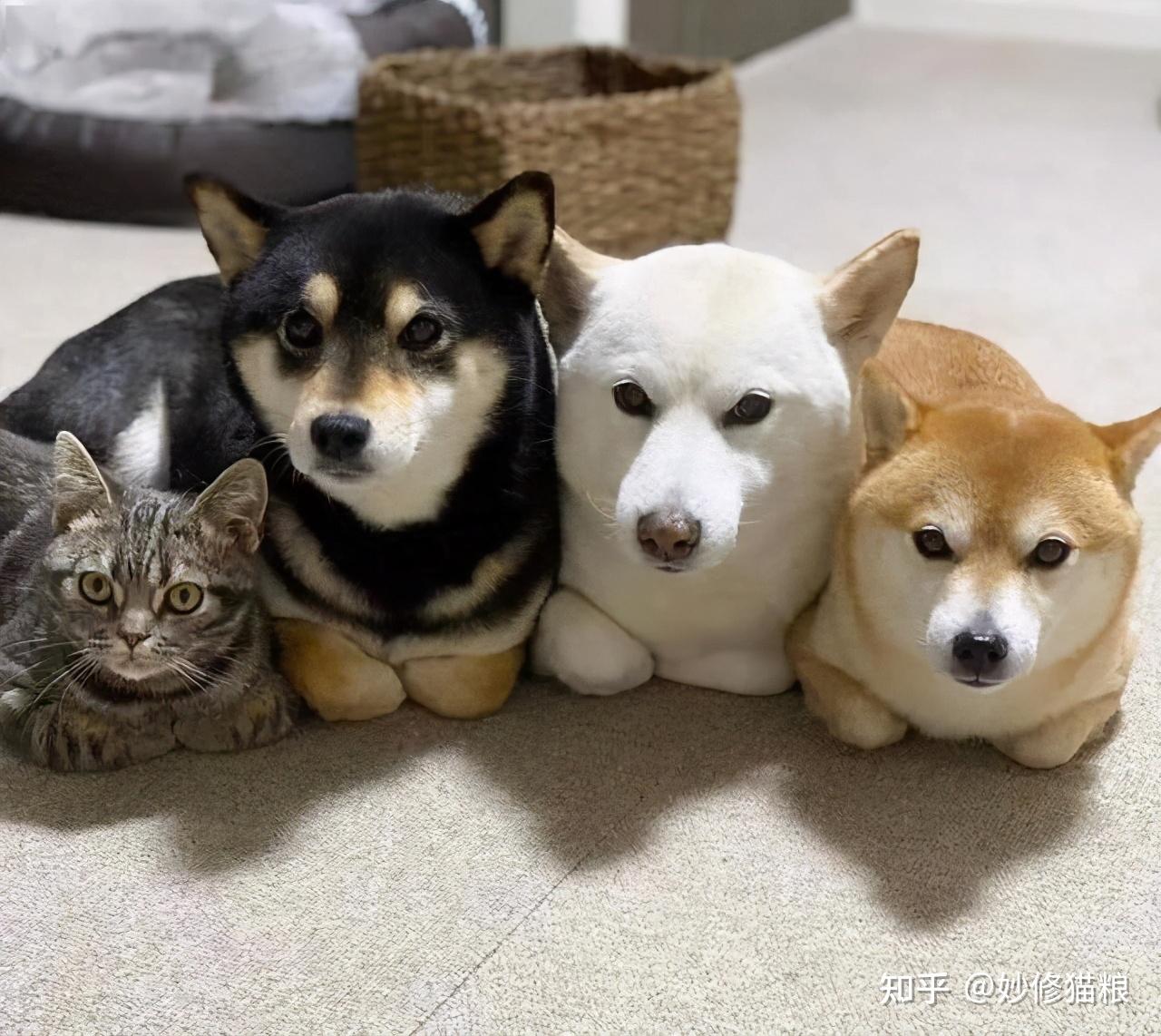 猫咪喜欢“揣手手”，不止是卖萌，还有这几点原因 - 知乎