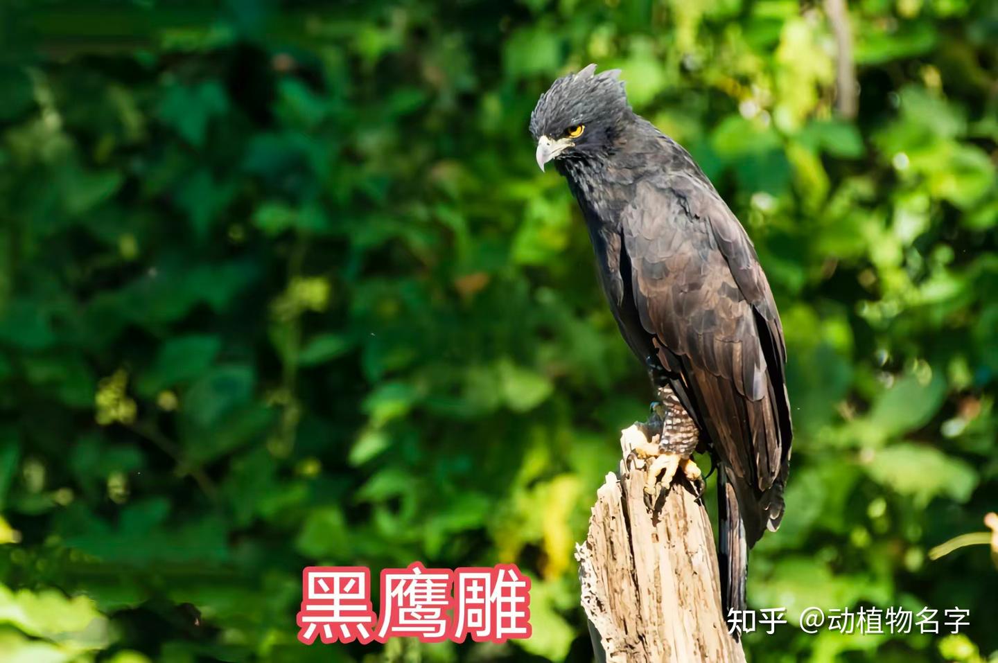 95图带您了解鹰科的鸟类,浅谈雕、鵟、鹰三类天空猛禽的区别 - 知乎