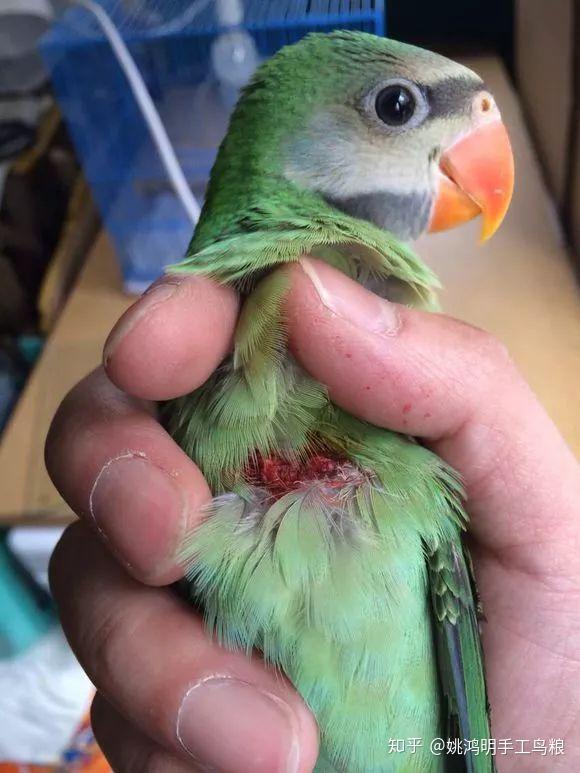 鹦鹉嗉囊破裂的救治姚鸿明手工高端鸟食鸟粮鸟饲料