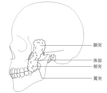 祛除颊脂垫告别婴儿肥