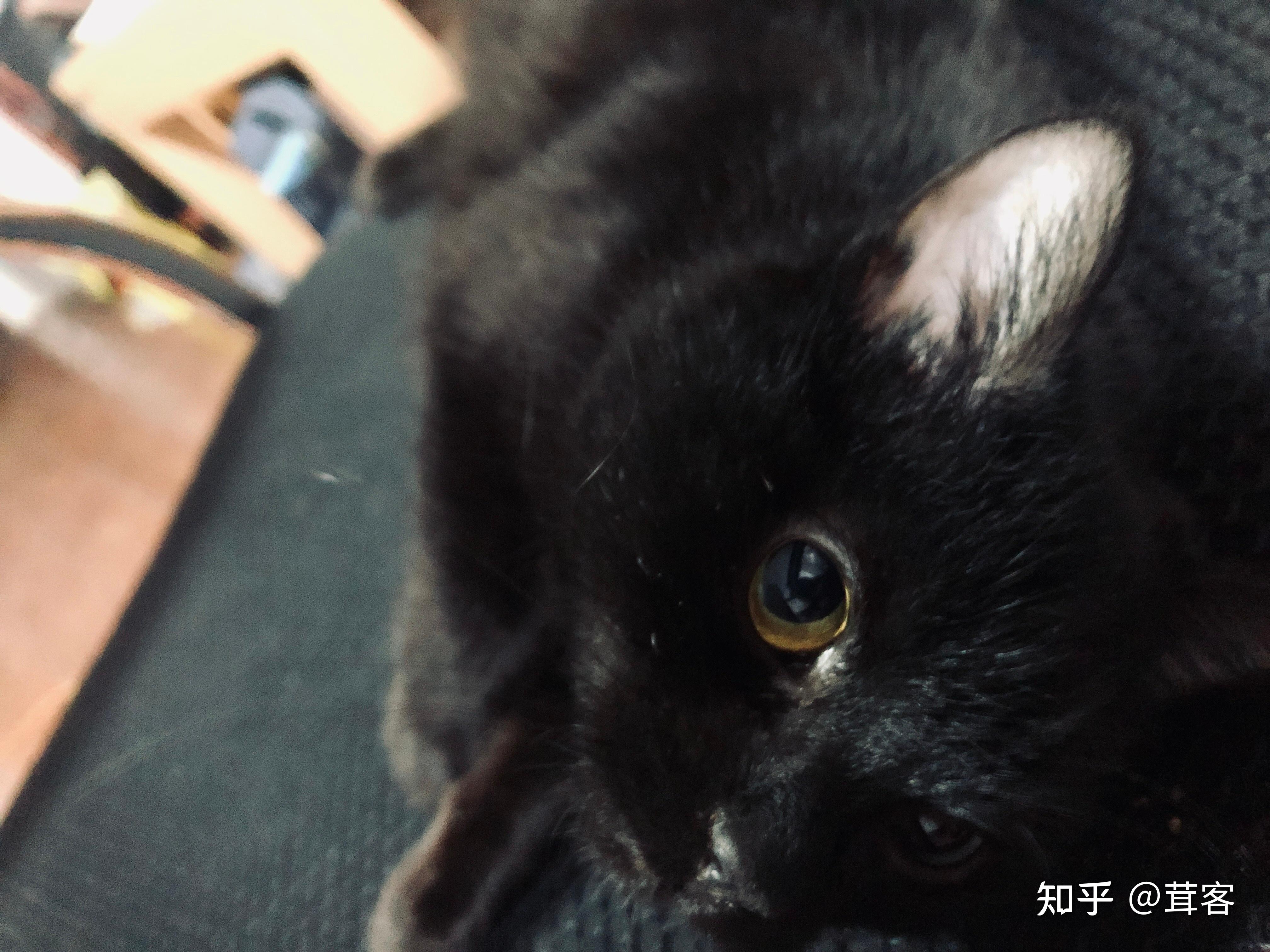 你们见过黑色的异瞳猫吗