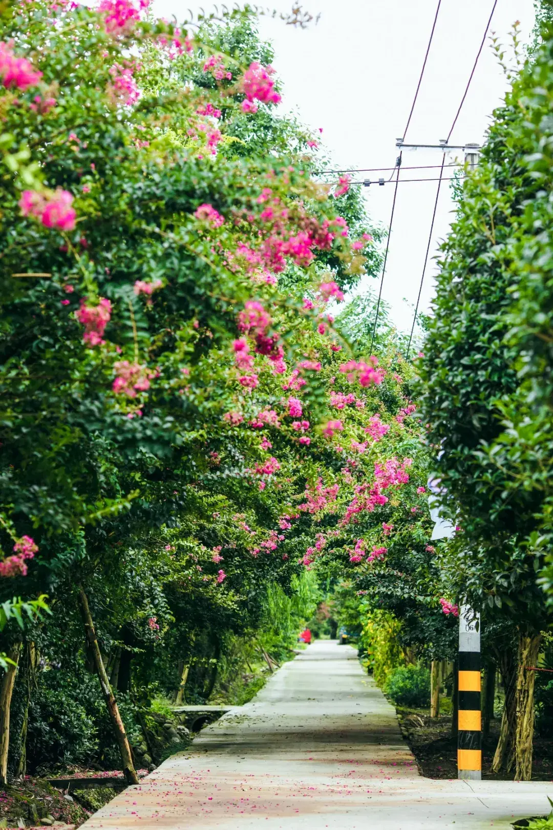 国际马拉松赛道和国际自行车赛道标准建设,将鲁家滩生态湿地公园,临江
