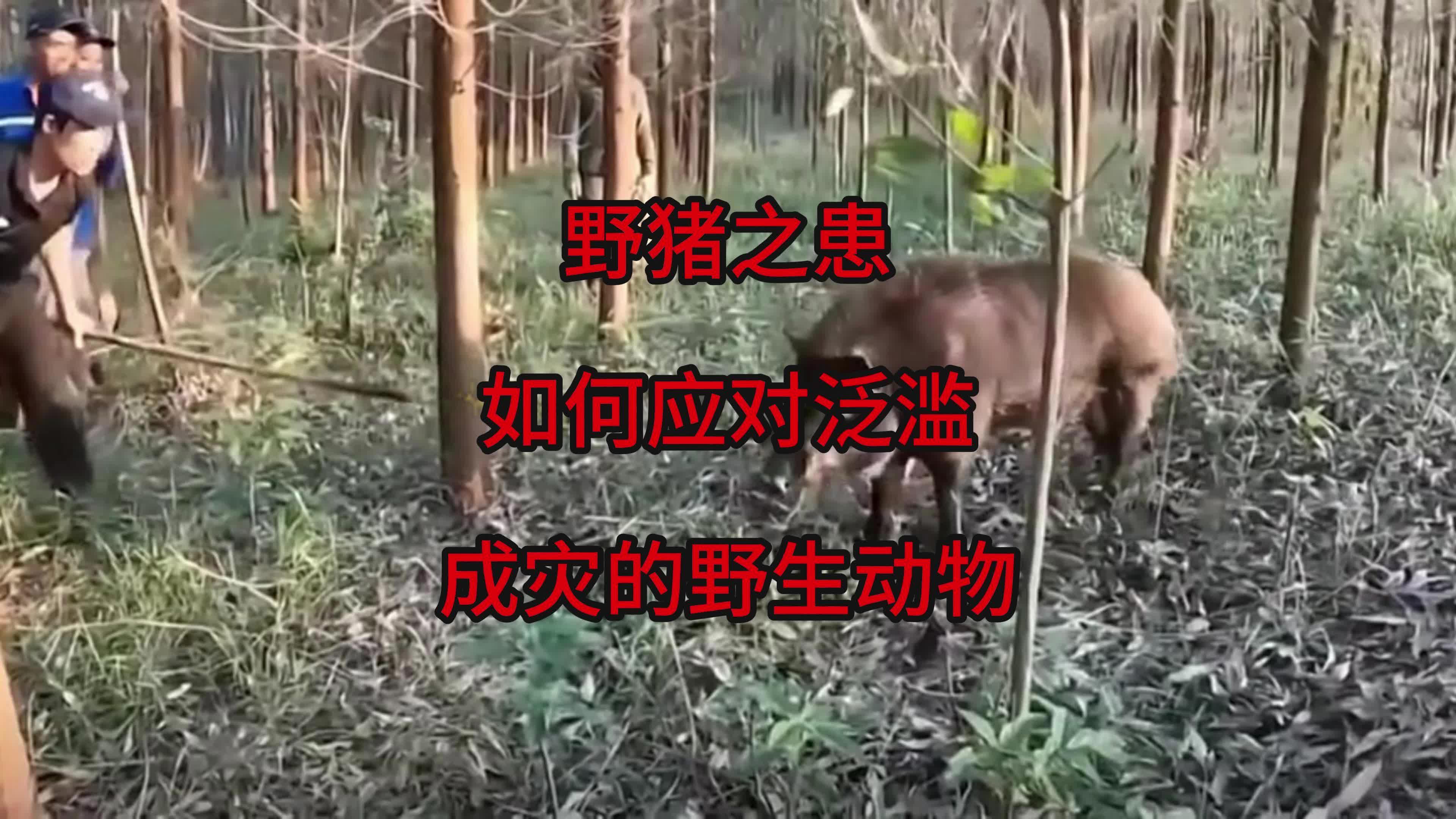 野猪之患:如何应对泛滥成灾的野生动物