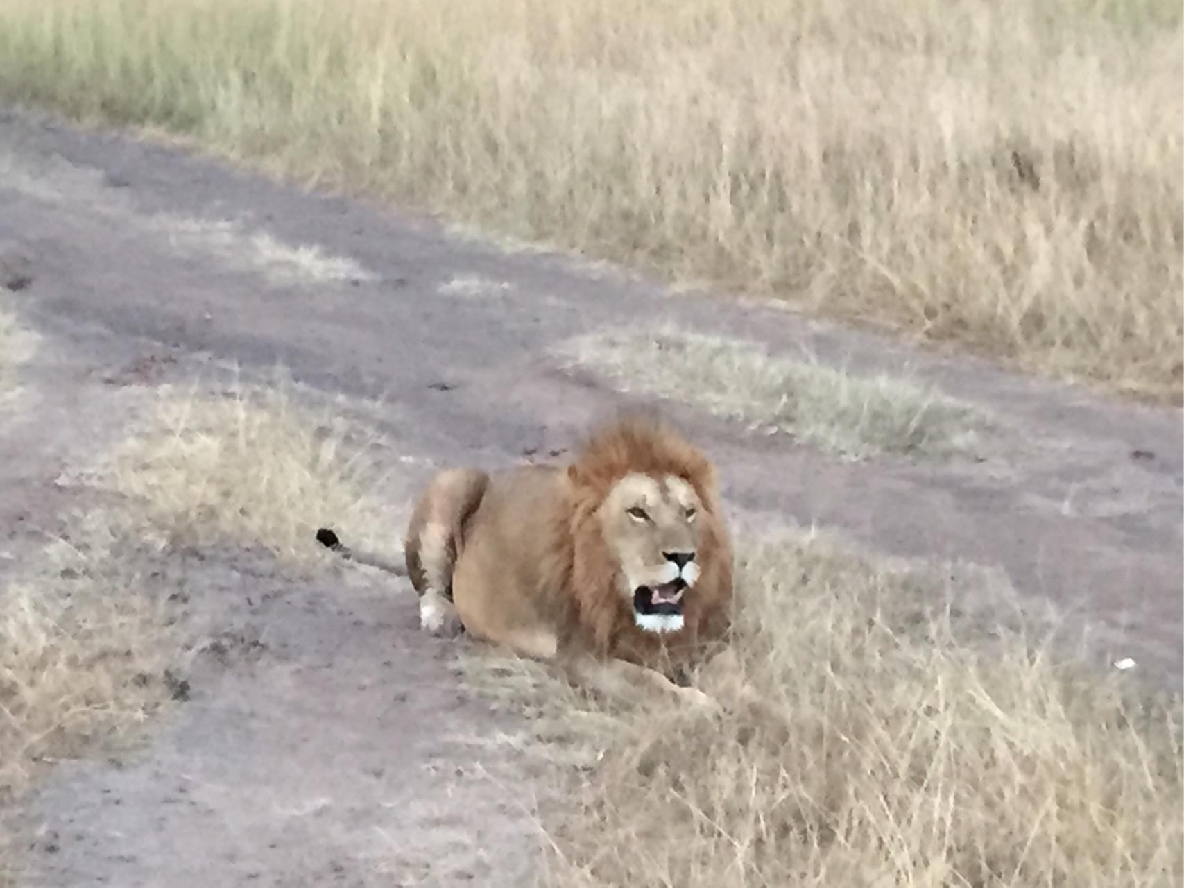 去肯尼亚旅行是一种什么体验?